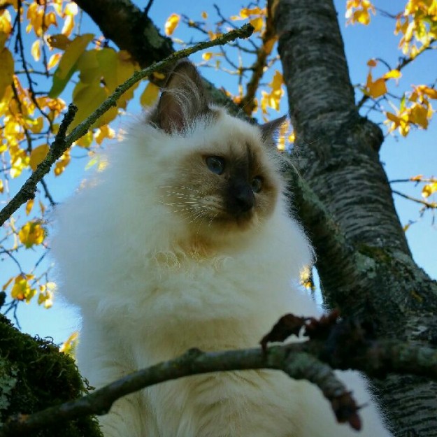 chat birman Lancelot